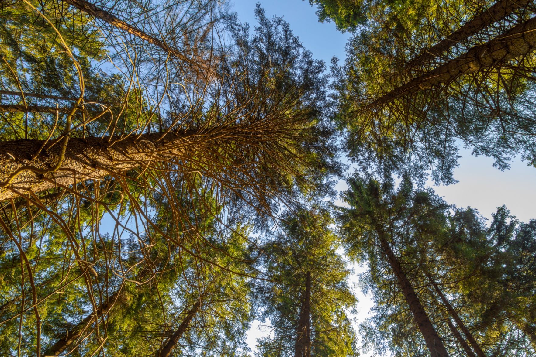Trees